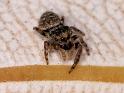 Simaetha_thoracica_D7877_Z_88_North Stradbroke island_Australie